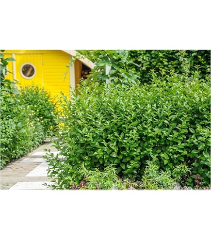 25 x Ligustrum Vulgare 60-90cm Wurzelnackt - Gewhnlicher Liguster, Ideal  fr Hecken und Lndliche Grten | Pflegeleicht, Bienenfreundlich, Dichtes  Laub : Amazon.de: Garten