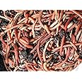 500g Tiger Composting (Approx 400+) Mixed Size Worms Includes Caring For Your Wormcity Worms Leaflet
