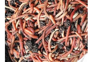 500g Tiger compost Worms by Wormcity, live medium worms suitable for wormeries and composting. Axotel