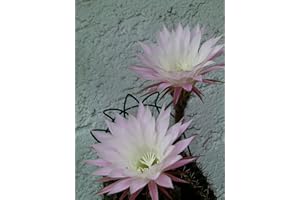 SAMENCHILISHOP (IMMER NUR EINMAL VERSAND) Kakteen-Mix (verschieden Blühkakteen) 1 Portion ca 50 Samen