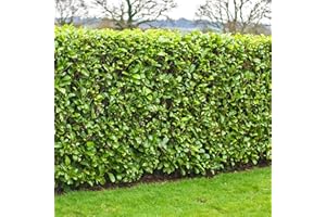 GardenersDream 10 x Cherry Laurel Plants - Prunus Rotundifolia Hedging Shrubs - Evergreen Outdoor Plants for Garden - All Year Round Hedge Bushes for Gardens and Borders (20-40cm incl. 9cm Pot)