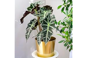 GARDENERSDREAM 1 x Alocasia Polly African Mask Plant Elephants Ear | Premium Houseplant | 30-40cm with Pot