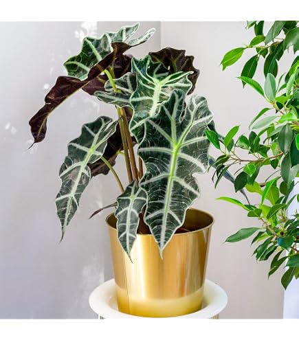 Alocasia Curly Bambino – Mini Elephant Ear Plant In 6cm Pot | Green & Cream Foliage For Home Or Office