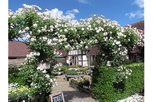GORGEOUS GARDEN ROSES Climbing Iceberg - 5.5lt Potted Climbing Garden Rose - Huge Arching Displays of White/Cream Blooms, Early & Repeat Flowering.