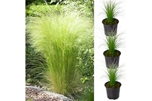CARBETH PLANTS Pony Tails Grass - 3 Plants - 3 Decorative Stipa Feather Grass for The Garden - Stipa Tenuissima Plant (Regular Packaging)