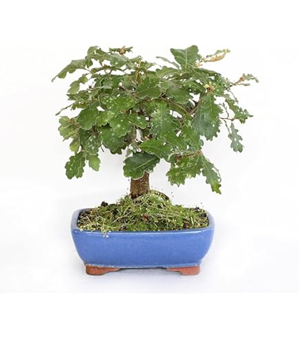 Tropica - Bonsai - Zwerg-Granatapfel (Punica granatum nana) - 50 Samen :  Amazon.de: Garten