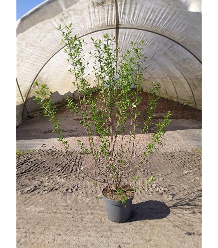 lonicera imperial Lonicera japonica 'Halliana' – Heron's Head Nursery main image 1
