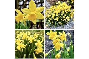 Woodland bulbs® 100 x Daffodils Bulbs “Tete A Tete” Daffodil & Narcissus Dwarf Narcissi Miniature Spring Flowering Bulbs
