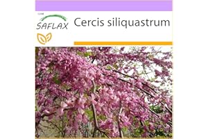 SAFLAX - Arbre d'amour - 60 graines - Cercis siliquastrum