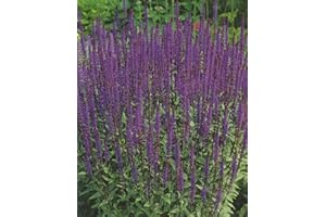 BLUMENHANDEL ULLRICH Salvia nemorosa Caradonna in Blau Steppen-Salbei"3 Wurzelstücke" Winterhart Staude