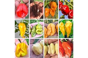 SEMI STRANI 120 Semillas de Chile en las 12 Variedades de Habaneros Más Sabrosas y Fuertes, COLECCIÓN HABANERO + Guía de Cultivo de SEMISTRANI.IT