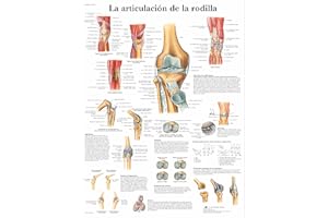 3B Scientific VR3174UU Póster anatómico, la Articulación de la Rodilla