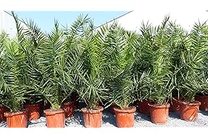 gruenwaren jakubik Palme XXL 160-180 cm Phoenix canariensis, kanarische Dattelpalme, winterhart