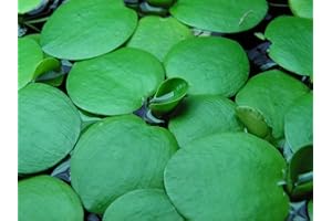 Limnobium laevigatum - Plantes d'aquarium