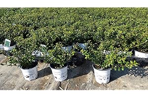 GRUENWAREN JAKUBIK 50 Stück Ilex crenata Stokes Heckenpflanze 20 cm Buchsbaum Ersatz winterhart + robust