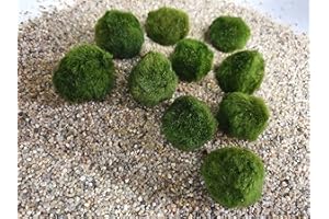 Sahawa® Aquatic Arts Lot de 10 boules de mousse Marimo 3 cm