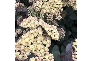 Blumixx Stauden Sedum telephium ssp. ruprechtii - Fetthenne im 0,5 Liter Topf gelb blühend