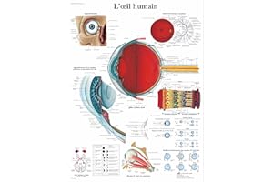3B Scientific – Laminé Œil Humain Affiche – Poster d’Anatomie Protégé contre UV et Poussière pour Étude, Enseignement et Cliniques