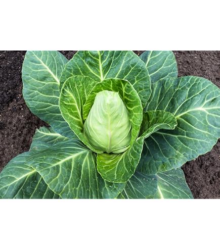 Roter Spitzkohl (Brassica Oleracea) – 100 Samen, Bio, Samenfest, Für Salat & Rohkost