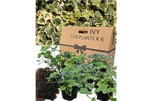 VERDANT LIVING Large Evergreen English Ivy Plants – 6 Mixed Colours. Indoor & Outdoor, Climbing, Trailing & Fast Growing Perennial Creeper in Full Sun or Shade. 10.5cm Potted Size, Well Rooted & Established.