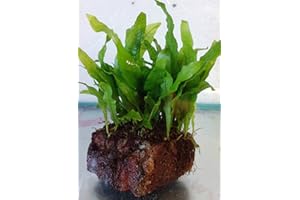 Its a Fishy Biziness Java Fern On Lava Rock (Microsorium Pteropus) Live Plants