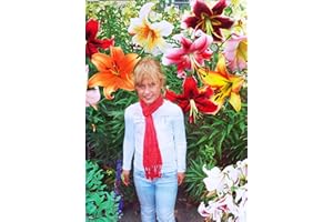 BLUE MAGIC DESIGN 6 Giant Mixed Tree Lily Bulb Large Flower Fragrant Summer Pernnial Garden Plant Corm Collection