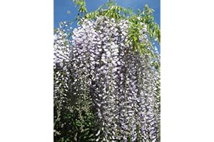 GREEN FUTURE PFLANZENHANDEL Japanischer Blauregen Wisteria floribunda Pflanze 35-40cm Japanische Wisteria