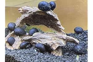 Topbilliger Tiere Anthrazit - Napfschnecke Stahlhelmschnecke 5X Aquarium