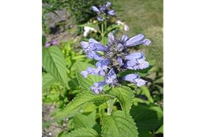 TU PROPIO JARDÍN 300 semi di erbe per gatti, erba gatta (Nepeta Cataria)