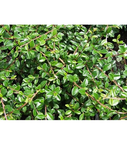 3 x Cotoneaster Horizontalis- Kriechender Cotoneaster 20-25 cm im Container  -Der Glanz des Dammers Cotoneaster : Amazon.de: Garten