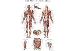 Palace Learning Muscular System Anatomical Poster - LAMINATED - Muscle Anatomy Chart - Double Sided (18" x 24")