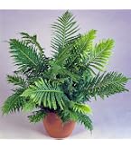 Adiantum Raddianum Fragrans Fougère Cheveux De Vénus Plante D'Intérieur Vivante En Pot De 12 Cm - GardenersDream