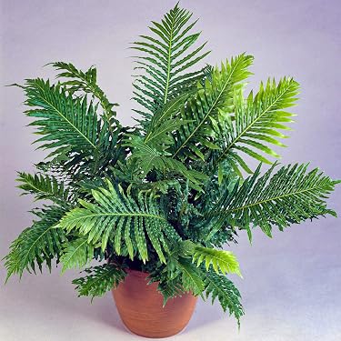 gummibaum balkon Gummibaum Robusta - Ficus elastica Robusta main image 0
