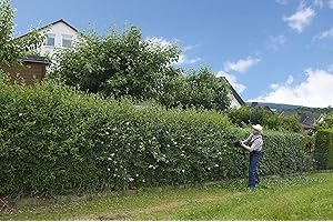 PFLANZHITS IHR PFLANZENPARTNER 100st. Liguster Atrovirens 50-80cm reine Pflanzhöhe Ligustrum Atrovirens Wurzelware Heckenpflanze