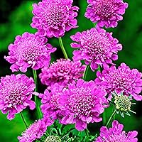 Scabiosa columbaria ''Pink Mist" | Tauben-Skabiose Pflanzen Winterhart | Höhe 25-35cm | Topf- Ø 13 cm