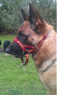 dogmatic headcollar amazon