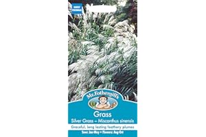 MR FOTHERGILLS Mr Fothergill?s Seeds Ltd 24223 Flower Seeds, Silver Grass-Miscanthus sinensis Early Hybrids