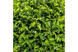 50 Cherry Laurel Fast Growing Evergreen Hedging Plants 20-30cm Tall Potted 3fatpigs®