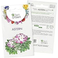 Astern Samen: Premium Aster Samen für ca. 50 blühende Astern Pflanzen – Bunte Blumensamen für Bienen, Sommerblumen Samen…