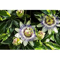 Lila Blaue Passionsblume - Passiflora caerulea - 50-70cm 2 Ltr. Topf