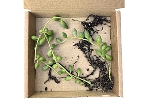 Clouds Hill Succulents Live String of Beads (Senecio herreianus) Potted Trailing Succulent House Plant (2X Rooted cuttings Without a Pot)