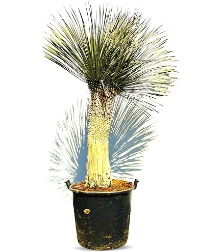 Dracaena Draco - kanarischer Drachenbaum - Eine rundum schne Pflanze :  Amazon.de: Garten