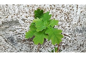 CORNWALL PLANTS Quercus spp. Oak Tree seedlings 1 Year Old Approx 1cm Tall and Potted. in 9cm Pot