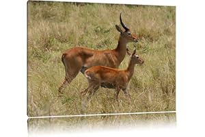 PIXXPRINT Gazelle dorcas avec les jeunes Toile, XXL photos complètement encadrée avec de grandes images de coin, art impression sur la photo murale avec cadre, moins cher que la peinture ou une peinture à l'huile, pas une affiche ou bannière