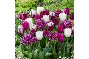 DUTCH BULBS EXCLUSIVE PLANTS FROM HOLLAND Bulbos de tulipán colección exótica violeta y blanco (25 piezas) mezcla exclusiva de tulipanes de Holanda, resistentes y perennes para jardín, macetas (grandes, sin semillas, no artificiales)