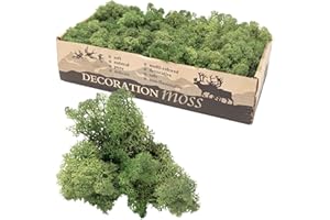 FLOWERBOX Cartone islandese muschio verde muschio 500 g