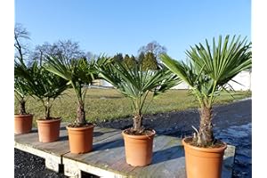 GRUENWAREN JAKUBIK Hanfpalme 80-100 cm Palme Trachycarpus fortunei winterhart, Premiumqualität