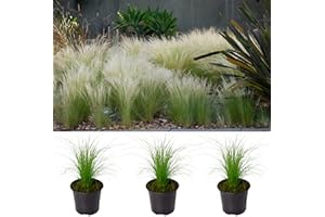 CARBETH PLANTS 3 x Pony Tails Grass - 3 Plants - Decorative Stipa Feather - Ornamental Grass for The Garden - Stipa Tenuissima Plant (6 Plants)