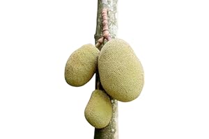 SAMENCHILISHOP (IMMER NUR EINMAL VERSAND) Jackfruchtbaum -Artocarpus heterophyllus- Samen -Rarität-