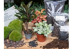 URBANJNGL Paquet de terrarium pour plantes Coffea Arabica - Refill & Starter package Kit de recharge de terrarium DIY